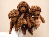 Irk Garanti̇li̇ Poodle Yavrulari Faturali