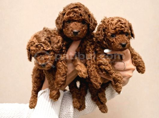 Irk Garanti̇li̇ Poodle Yavrulari Faturali