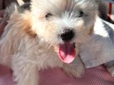 3 aylık yavru Maltipoo