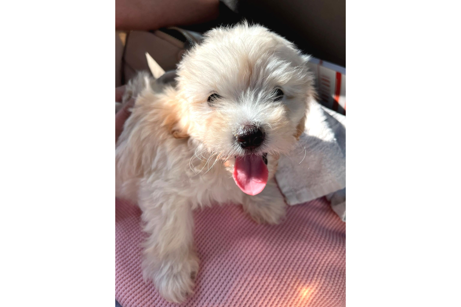 3 Aylık Yavru Maltipoo