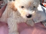 3 Aylık Yavru Maltipoo