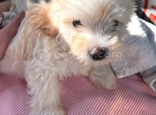 3 Aylık Yavru Maltipoo görsel