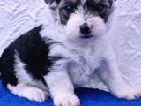 Morkie Bebeklerde Dev Kampanya