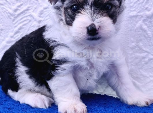Morkie Bebeklerde Dev Kampanya görsel