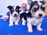 Morkie Bebeklerde Dev Kampanya