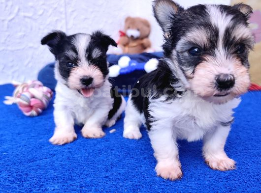 Morkie Bebeklerde Dev Kampanya görsel