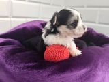 Morkie Bebeklerde Dev Kampanya
