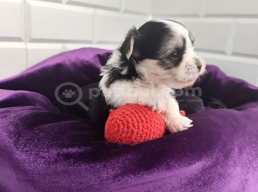 Morkie Bebeklerde Dev Kampanya görsel