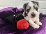 Morkie Bebeklerde Dev Kampanya