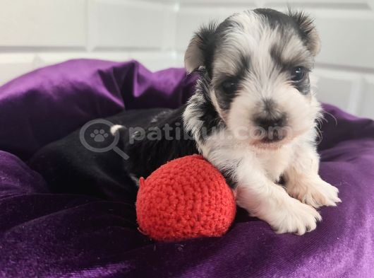 Morkie Bebeklerde Dev Kampanya