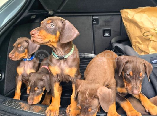 Mağazamızdan Erkek Safkan Doberman King görsel