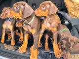 Mağazamızdan Erkek Safkan Doberman King