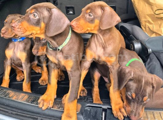 Mağazamızdan Erkek Safkan Doberman King görsel