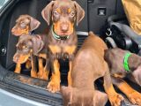 Mağazamızdan Erkek Safkan Doberman King