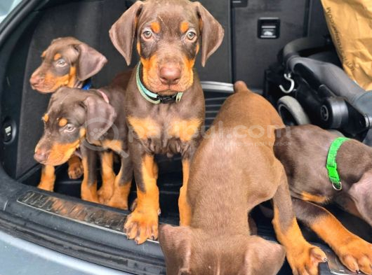Mağazamızdan Erkek Safkan Doberman King