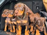 Mağazamızdan Erkek Safkan Doberman King