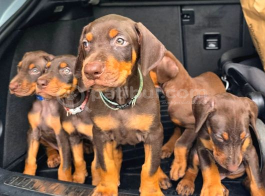 Mağazamızdan Erkek Safkan Doberman King görsel