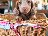 Long Hair Dachshund-Sosis