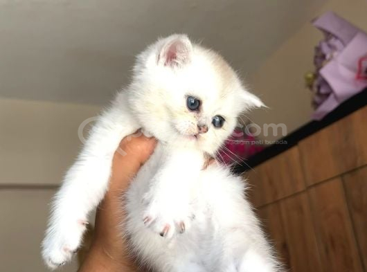 Show Kali̇te Bebekler görsel