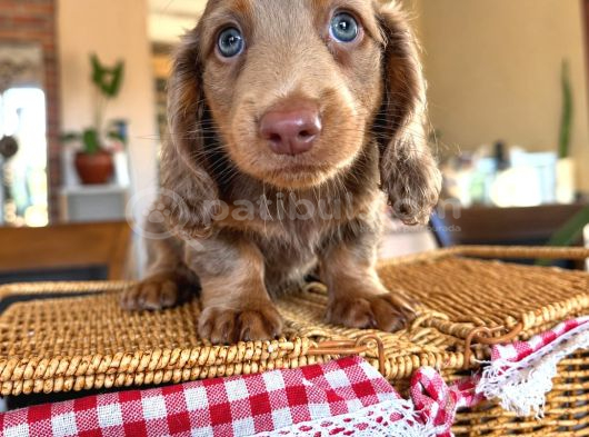 Long Hair Dachshund-Sosis görsel