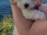 3 Aylık Yavru Maltipoo