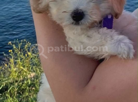 3 Aylık Yavru Maltipoo görsel