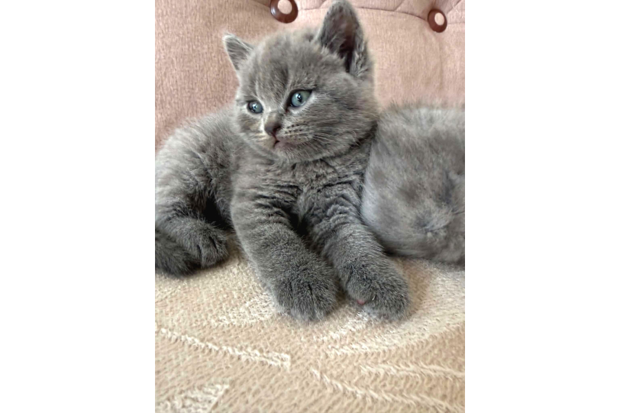 Çok Özel British Shorthair Yavrulari