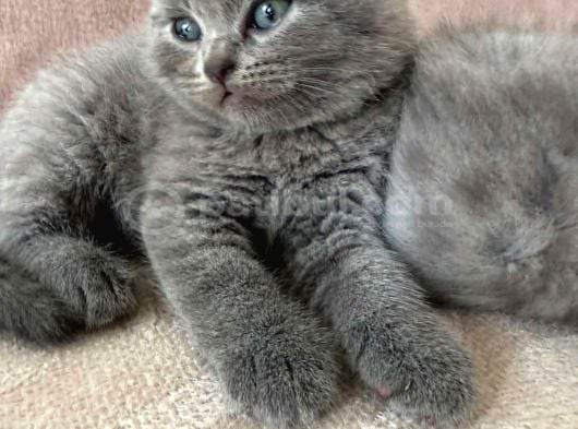 Muhteşem British Shorthair Yavrulari görsel