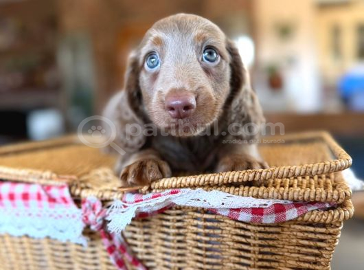 Long Hair Dachshund-Sosis görsel