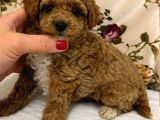 Malti̇poo Ci̇nsi̇ Yavrular Ev Üreti̇mi̇