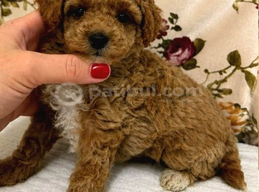 MALTİPOO CİNSİ YAVRULAR EV ÜRETİMİ