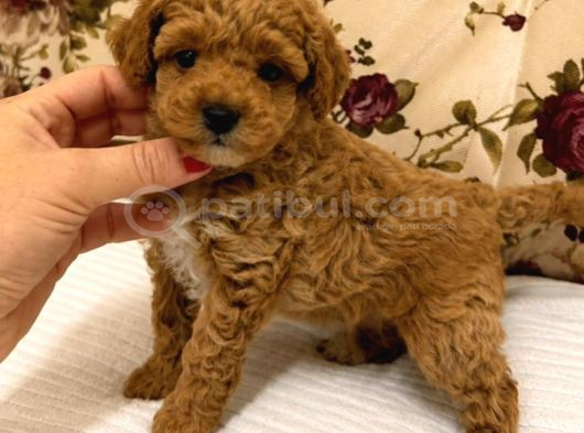 Malti̇poo Ci̇nsi̇ Yavrular Ev Üreti̇mi̇ görsel