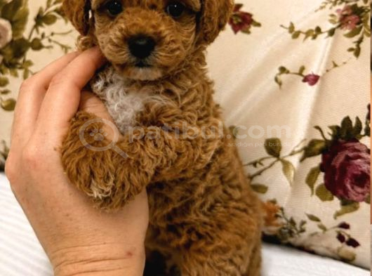 Malti̇poo Ci̇nsi̇ Yavrular Ev Üreti̇mi̇ görsel