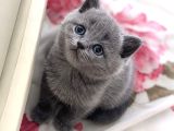 Muhteşem British Shorthair Yavrulari