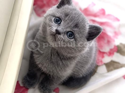 MUHTEŞEM BRITISH SHORTHAIR YAVRULARI