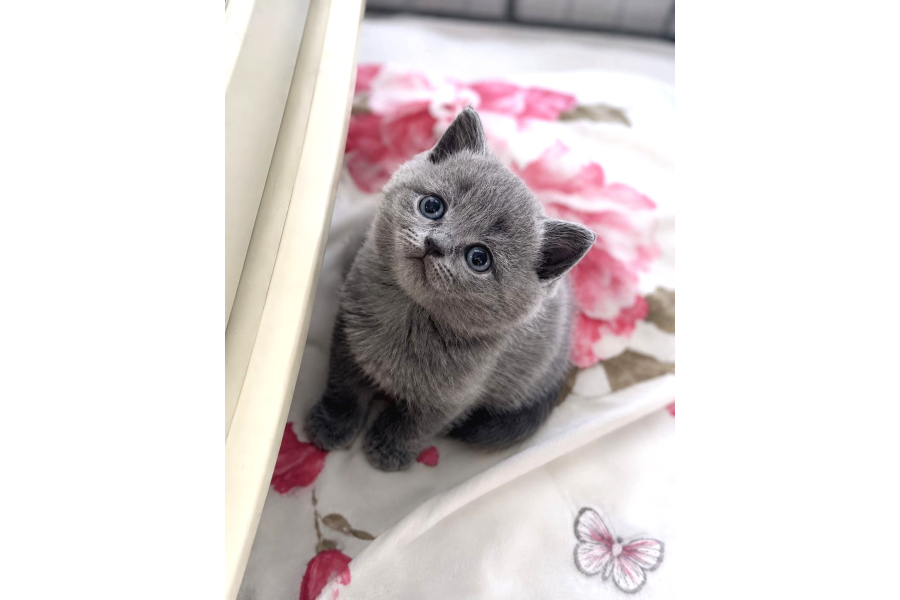 MuhteŞem British Shorthair Yavrulari