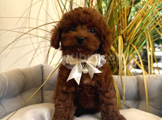 Toy Poodle Sevi̇mli̇ Yavrular Ev Üreti̇mi̇ görsel