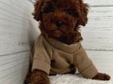 Toy Poodle Sevi̇mli̇ Yavrular Ev Üreti̇mi̇