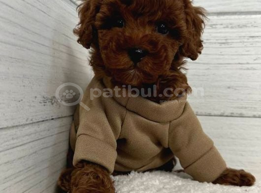 TOY POODLE SEVİMLİ YAVRULAR EV ÜRETİMİ