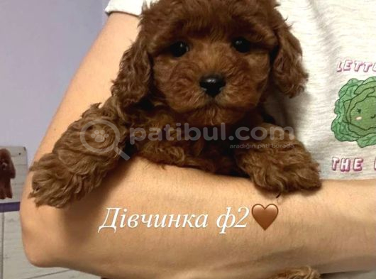 Toy Poodle Sevi̇mli̇ Yavrular Ev Üreti̇mi̇ görsel