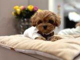 TOY POODLE SEVİMLİ YAVRULAR EV ÜRETİMİ