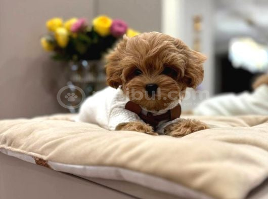 TOY POODLE SEVİMLİ YAVRULAR EV ÜRETİMİ
