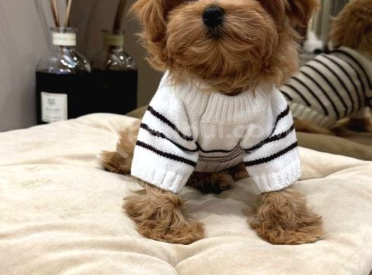 Toy Poodle Sevi̇mli̇ Yavrular Ev Üreti̇mi̇ görsel
