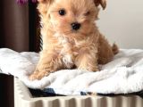 Efsane Malti̇poo Ci̇nsi̇ Yavrular Ev Üreti̇mi̇ Sevimli Bebeler