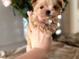Efsane Malti̇poo Ci̇nsi̇ Yavrular Ev Üreti̇mi̇ Sevimli Bebeler