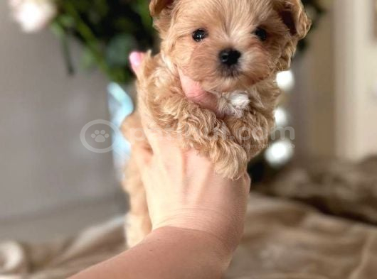 Efsane Malti̇poo Ci̇nsi̇ Yavrular Ev Üreti̇mi̇ Sevimli Bebeler görsel