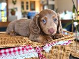Long Hair Dachshund-Sosis