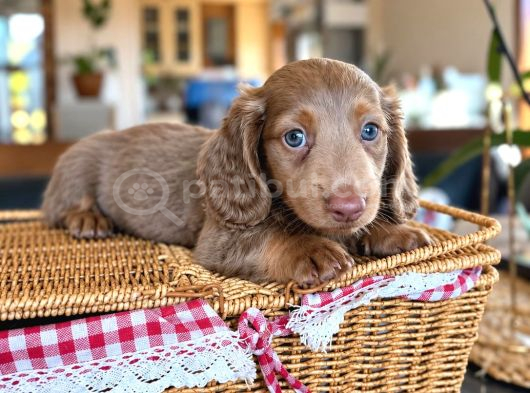 Long Hair Dachshund-Sosis görsel