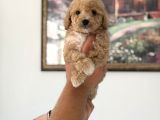 Pamuk Gibi Maltipoo Yavrularımız Yeni Ailesini Arıyor  Min