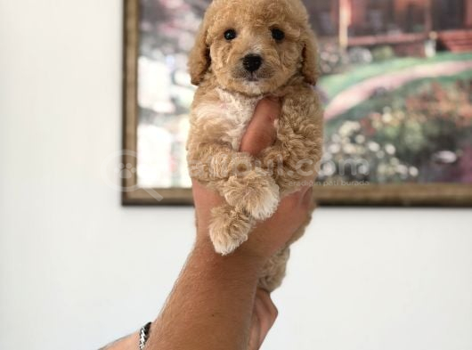 Pamuk Gibi Maltipoo Yavrularımız Yeni Ailesini Arıyor  Min görsel